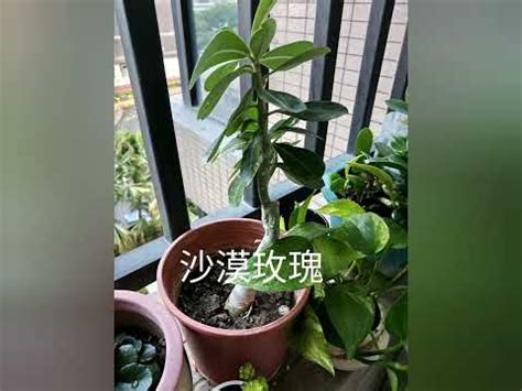 西曬植物|【全日照植物西曬】陽台西曬不怕熱！全日照植物清單。